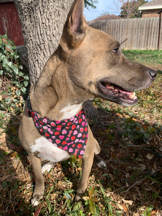 Valentine Over the Collar Dog Bandana